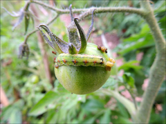 Helicoverpa armigera conferta