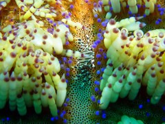 Zebrida adamsii