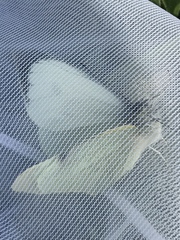 Pieris brassicae