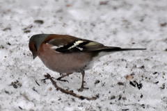 Fringilla coelebs