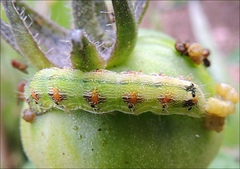 Helicoverpa armigera conferta