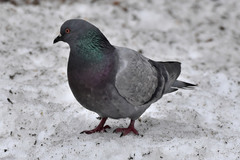 Columba livia