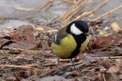 Parus major
