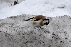 Carduelis carduelis