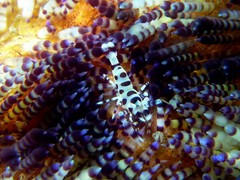 Periclimenes colemani