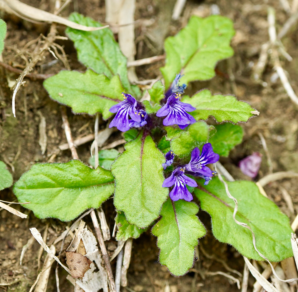 Bugeles Decumbent Bugle from Oyaminami 2-Chōme, Ebina, Kanagawa, JP on April 22 ...