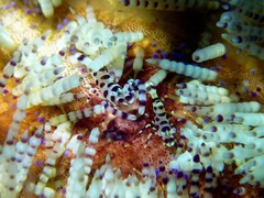 Periclimenes colemani