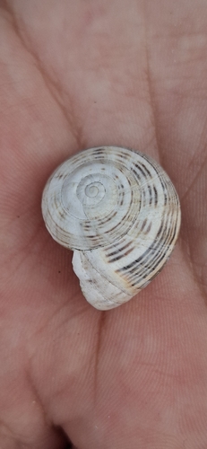 Theba pisana