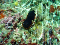 Dendrodoris nigra