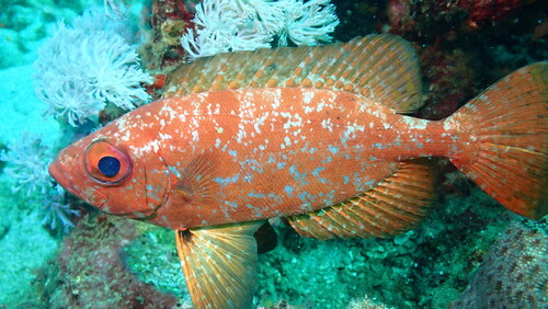 Bigeye (Priacanthus macracanthus) — Priacanthidae