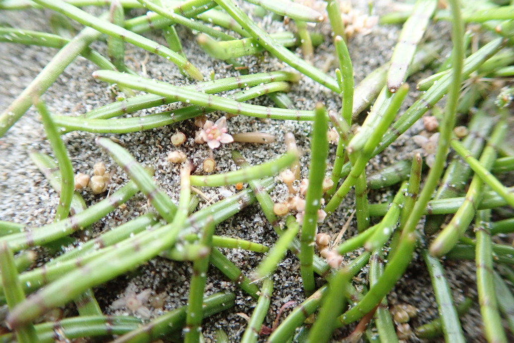 grassworts