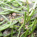 Lilaeopsis - Photo (c) Arnim Littek, algunos derechos reservados (CC BY), subido por Arnim Littek