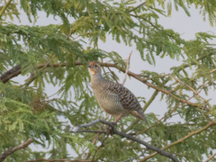 Ortygornis pondicerianus