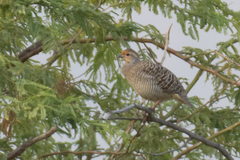 Ortygornis pondicerianus