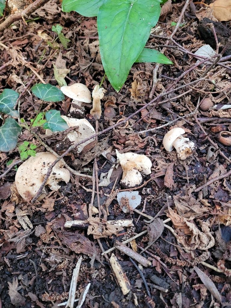 Calocybe gambosa · April 2026 · photo: © communityluke (iNaturalist, cc-by)