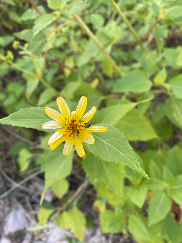 Honolulu Nehe (Wollastonia biflora)