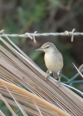 Acrocephalus stentoreus