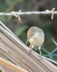 Acrocephalus stentoreus