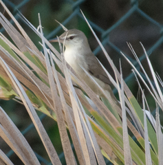 Acrocephalus stentoreus