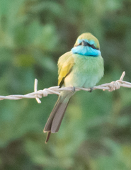Merops cyanophrys
