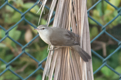 Acrocephalus stentoreus