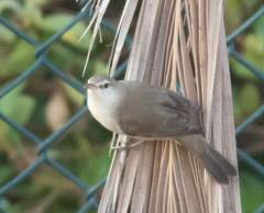 Acrocephalus stentoreus
