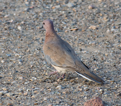 Streptopelia senegalensis