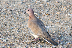 Streptopelia senegalensis