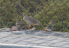 Ortygornis pondicerianus