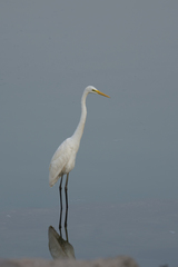 Ardea alba