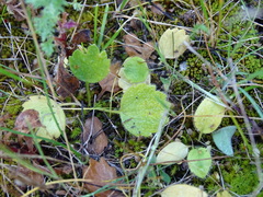 Ranunculus cytheraeus