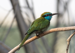 Merops cyanophrys