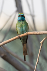 Merops cyanophrys