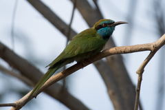Merops cyanophrys