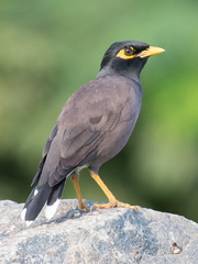 Acridotheres tristis