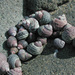 Sitka Periwinkle - Photo (c) M. Goff, some rights reserved (CC BY-NC-SA), uploaded by M. Goff