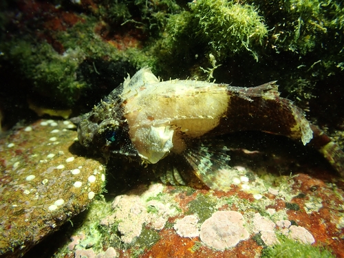 Lowfin Scorpionfish