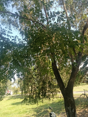 Chinaberry