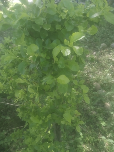 Siamese rough bush
