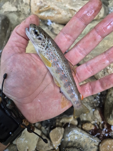 Salmo trutta