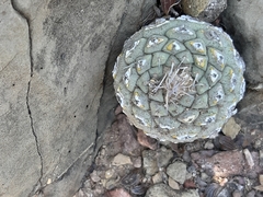 Strombocactus disciformis disciformis