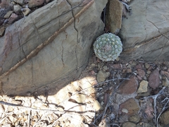 Strombocactus disciformis disciformis