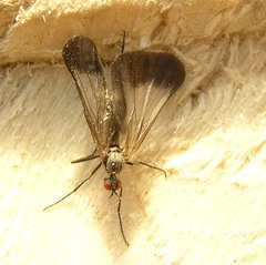 Rhamphomyia marginata