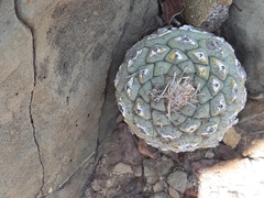 Strombocactus disciformis disciformis