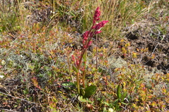 Rumex arifolius