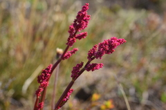 Rumex arifolius