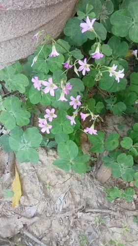 Largeflower pink-sorrel