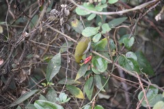 Zosterops ceylonensis