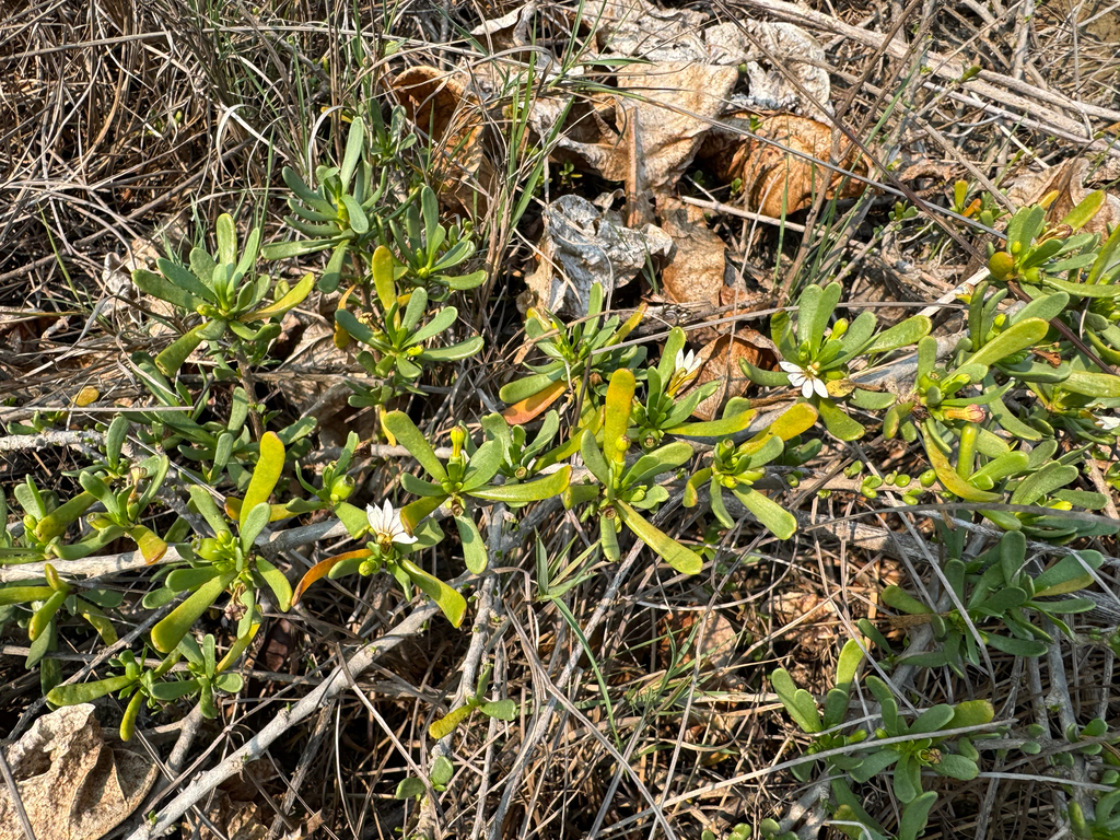 Scaevola hainanensis; photograph (c) 曾昱承 Yu-Cheng Zeng, some rights reserved (CC BY)