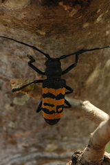 Diastocera trifasciata
